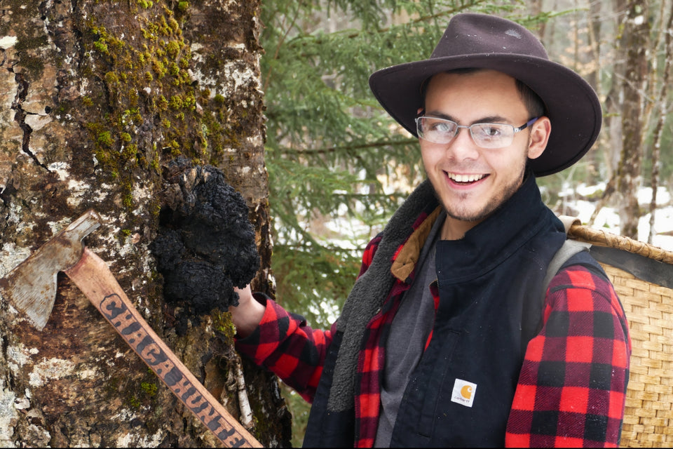 <strong>10 Misconceptions About Chaga</strong>