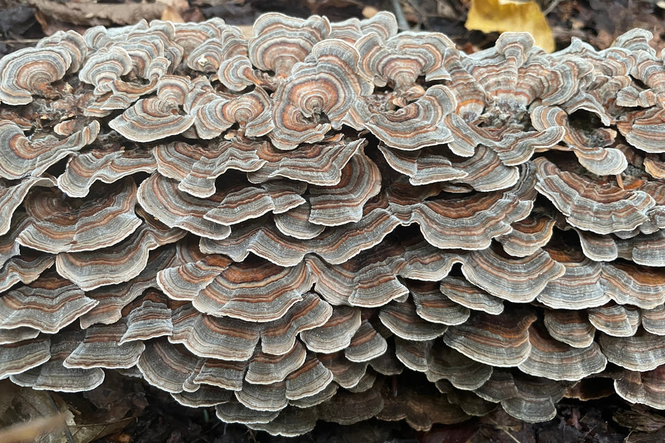 Turkey Tail Mushroom - A Subject of Clinical Research