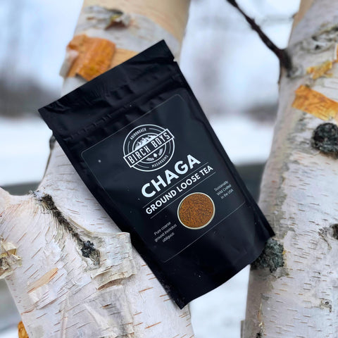 Chaga ground loose tea on a birch tree branch in a winter setting