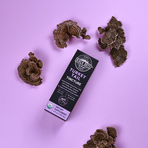 Turkey Tail Tincture and fruiting bodies on purple background.