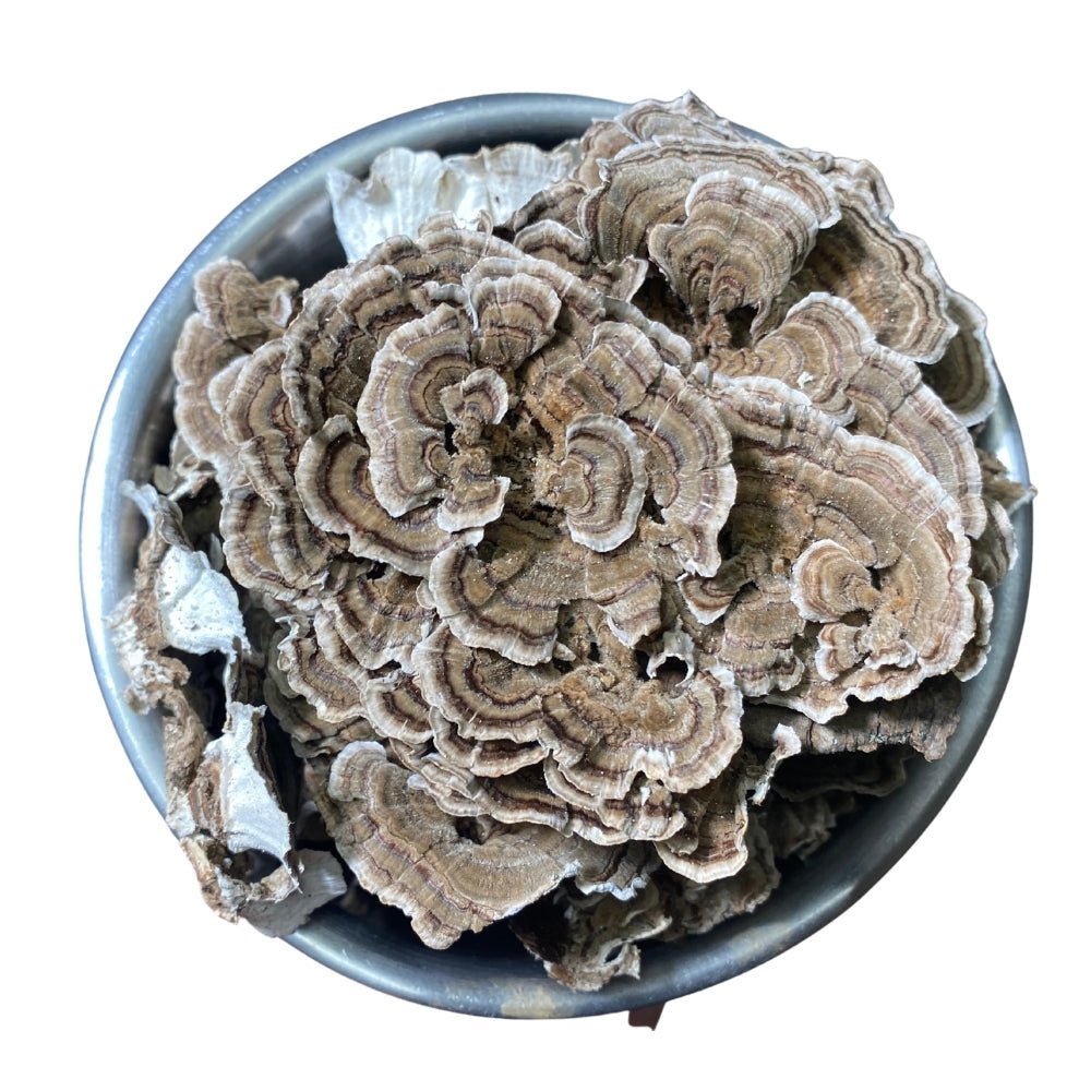 Dried Turkey Tail - Bulk Mushrooms - Birch Boys