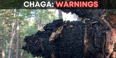 Chaga Warnings: Oxalates & Side Effects from Inonotus obliquus - Birch Boys, Inc.