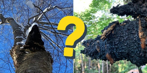 Is There A Best Time of Year To Harvest Chaga? - Birch Boys, Inc.