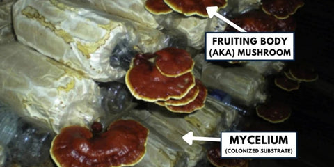 Cultivated Mushrooms Reishi