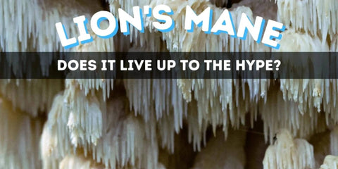 Lion's Mane Mushroom - Does it live up to the hype?