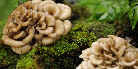The History and Health Benefits of Maitake Mushroom