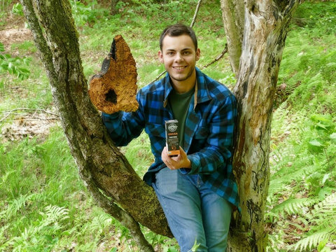 Chaga Mushroom: Benefits, History, Side-Effects, and Testimonials