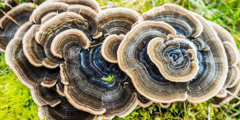 Wild Turkey Tail Mushroom on Moss