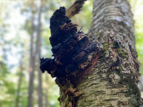 Is Wild Chaga Harvesting Sustainable?