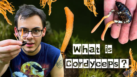Person holding Cordyceps mushrooms with text asking, "What is Cordyceps?