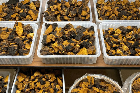 Bulk Mushrooms - Bulk Chaga 