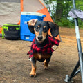 Happy dachshund