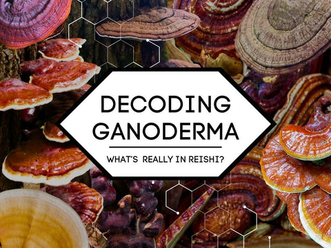 Decoding Ganoderma