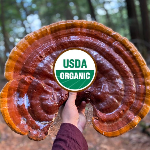 USDA Organic Reishi Fruiting Body