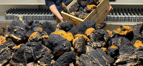 Many chaga conks being poured onto a table