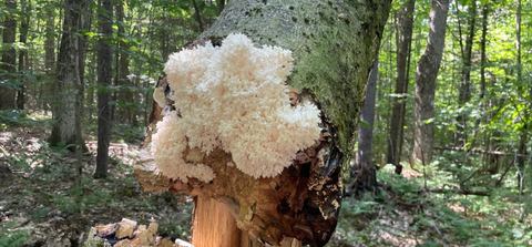 Hericium species mushroom on a dead tree