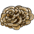 A stylized illustration of a cluster of brown and beige Maitake mushrooms with black outlines on a plain white background.