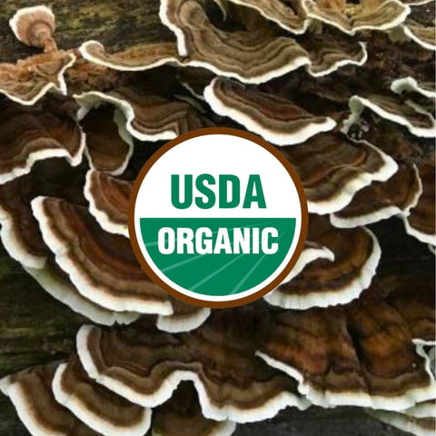 Organic Turkey Tail