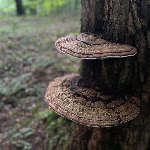 Close-up of Artist Conk / White Reishi mushrooms growing on a tree trunk in a forest setting