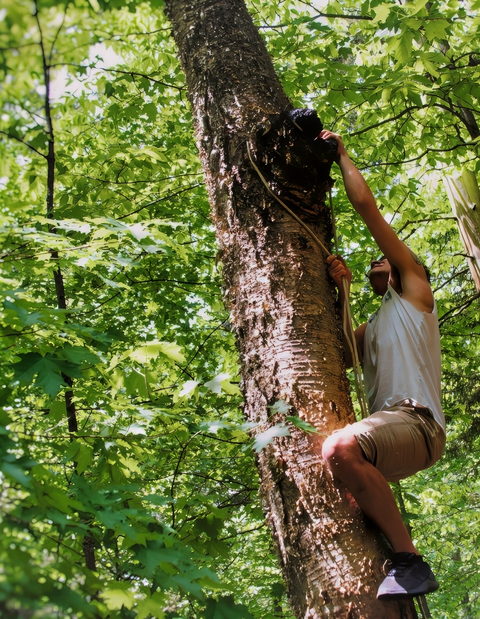 Man Climbing Tree with Chaga