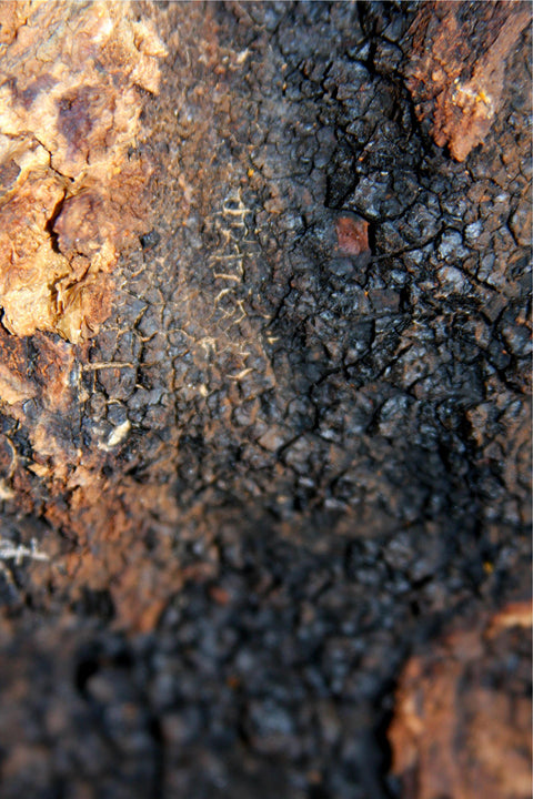 Close-up of a textured surface with dark, cracked material and brownish edges.
