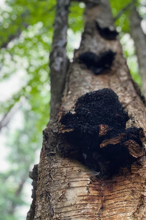 Black Chaga growth on a tree trunk with green foliage in the background