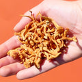 Cordyceps fruiting bodies held in hand