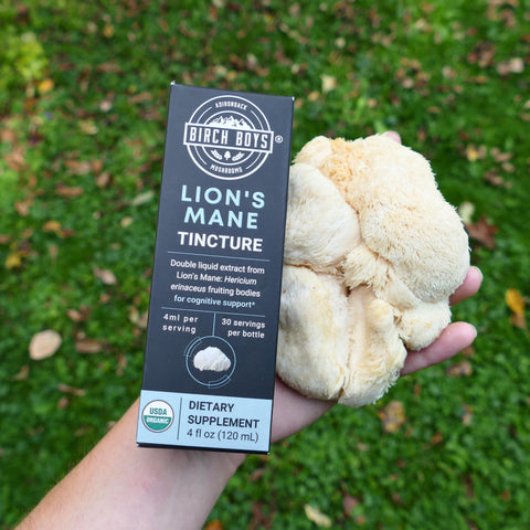 Birch Boys Lion's Mane Tincture box held over a piece of lion's mane mushroom against a grassy background
