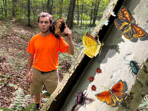 Rare Chaga Fruiting Body 