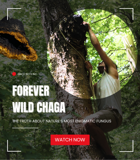From Birch Boys Inc, Forever Wild Chaga: The unfiltered ecological truth about nature's most enigmatic fungus. Watch Now.