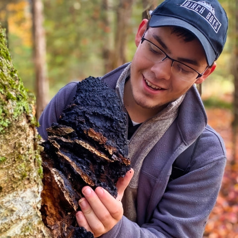 Sustainable Harvest of Wild Chaga