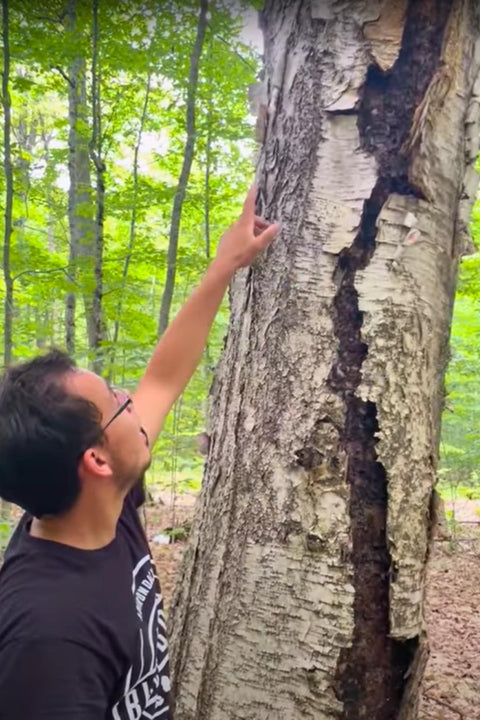 Person pointing at a tree trunk with visible bark texture in a forest setting