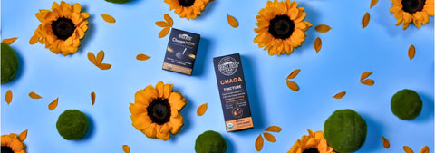 Chaga Tincture and ChagaNOW on a blue background with sunflowers