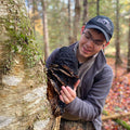 Man touching a conk of chaga on a birch tree