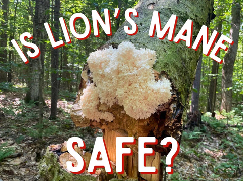 Mushroom growing on a tree trunk in a forest with text asking if 'Lion's Mane' is safe.