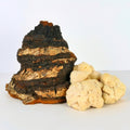 Chaga sclerotium and Lion's Mane Mushroom