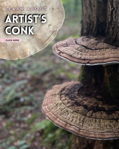Learn about artist conk mushroom