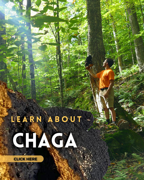 Learn about chaga from chaga experts