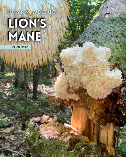Learn about Lion's Mane mushroom