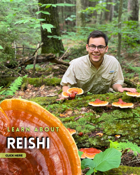 Learn about Reishi mushroom
