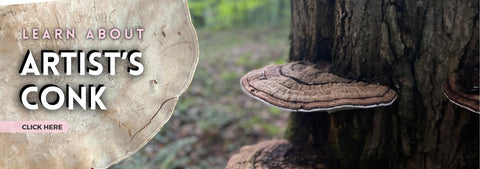 Learn about artist conk mushroom