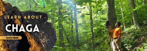 Learn about Chaga