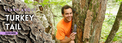 Learn about Turkey Tail Mushroom