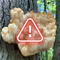 Lion's Mane on a tree trunk with a warning triangle symbol.