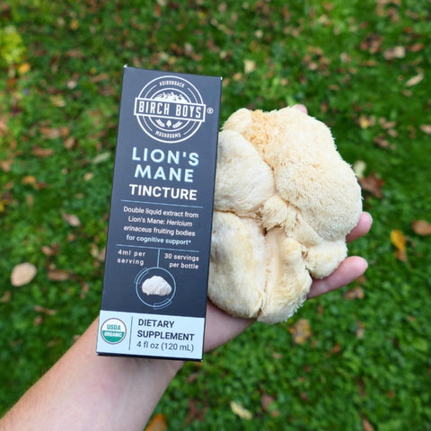 Hand holding a box of Birch Bits Lion's Mane Tincture next to a piece of lion's mane on a grassy background