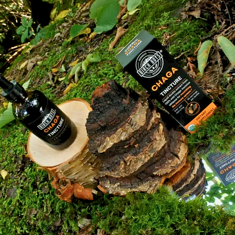 Birch Boys chaga tincture bottles and box on chaga mushroom stump