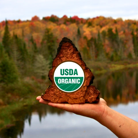 Wild Organic Chaga