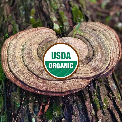 Artist Conk / White Reishi on a tree trunk with a USDA Organic label