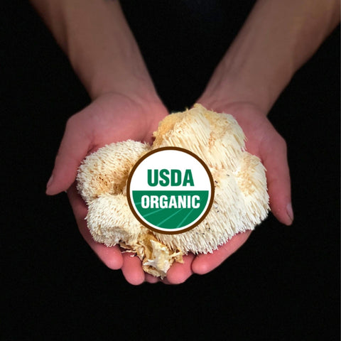Hands holding a piece of lion's mane mushroom with a USDA Organic label on a black background