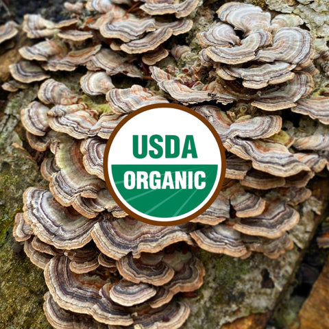 Turkey Tail Mushrooms on a tree bark with USDA Organic label